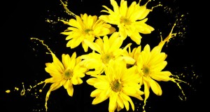 מיכאל לייטמן - טבע פרחים