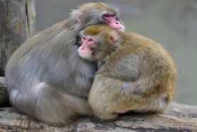 חכמת הקבלה - קופים בעלי חיים חיות
