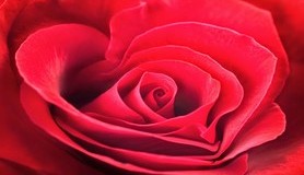 הרב לייטמן - שושנה ורד לב חיבור