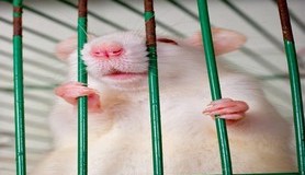 מיכאל לייטמן - עכבר כלוב בעלי חיים